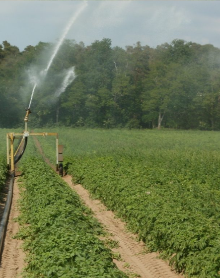 Sector Agro Industrial